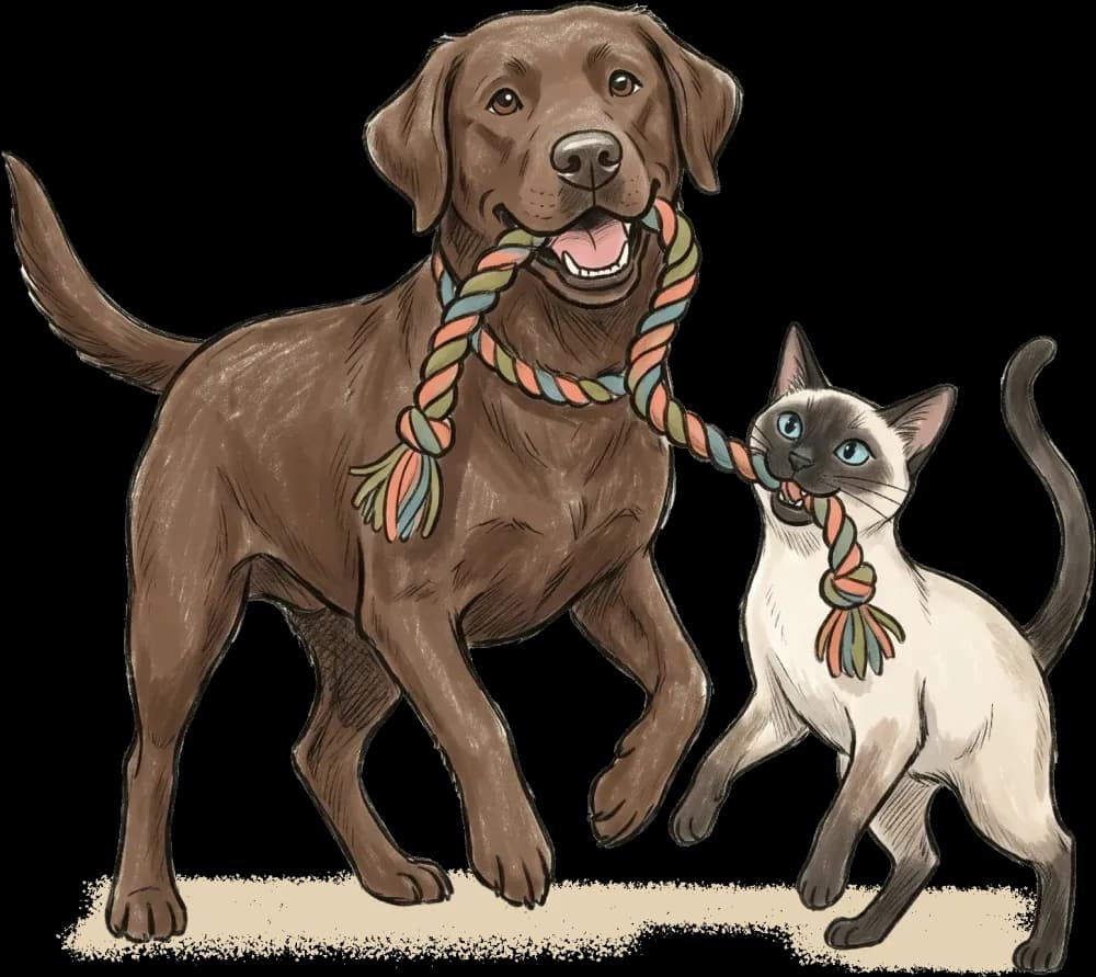Strong healthy cat and dog playing with a rope